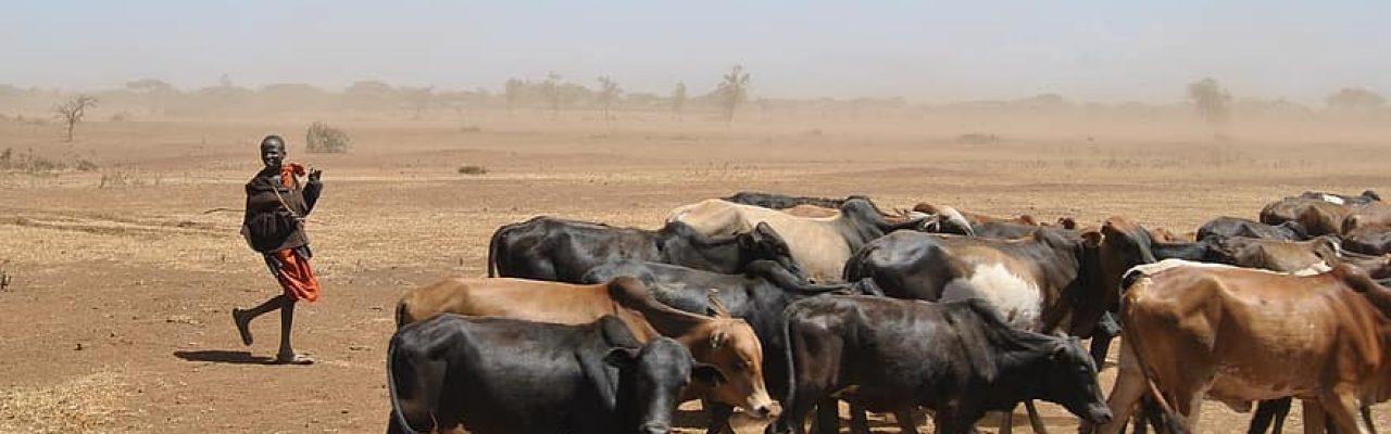 cattle-drought-africa-child-work-cowherd-tanzania